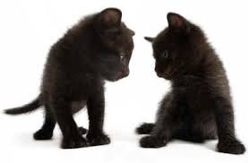      all the  different breeds   of  cat      