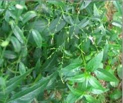  Andrographis  paniculata
