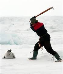 Image A Canadian <b>seal</b> Picture