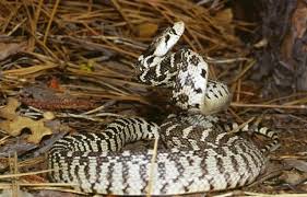 The gopher snake - via Daymix
