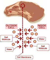Osmosis occurs when water