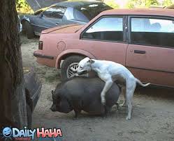 Dog  Humping   Pig