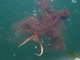  air like an escaping octopus, 