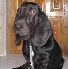 Droopy