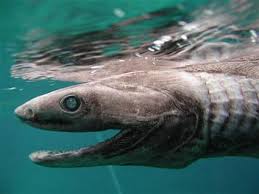 The shark appeared to be in poor