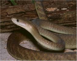 Black Mamba: One of the - via Daymix