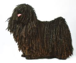Hungarian  Puli   Hungarian  Puli      