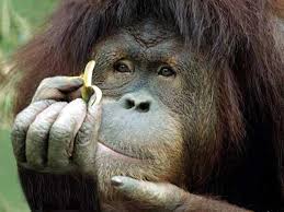 a mere talking animal not