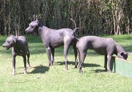 Mexican Hairless Dogs in