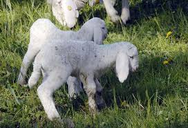 Counting Sheep in Torino at - via Daymix