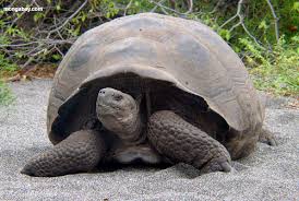 galapagos_tortoise.jpg