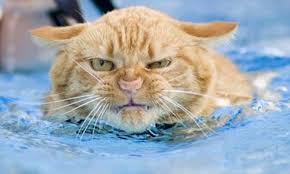 Lap Swimming Etiquette