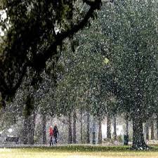Audubon Park Snow in New Orleans