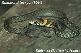 Himalayan Keelback Rhabdophis