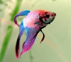See more aquarium fish - via Daymix