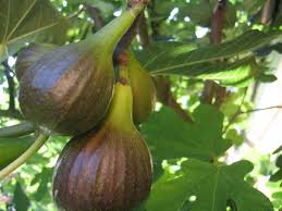 frutti