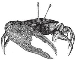 A male fiddler crab