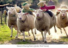 What are sheep - via Daymix