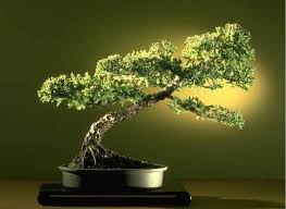 41387bonsai.jpg