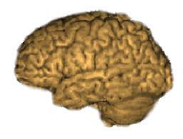 brain.gif
