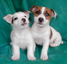 I want a  puppy   
