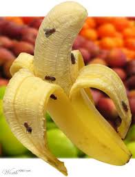 external image 154418rwYV_w.jpg