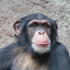a chimpanzee - via Daymix