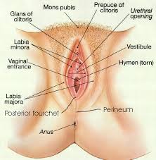 Topic      Female Masturbation    
