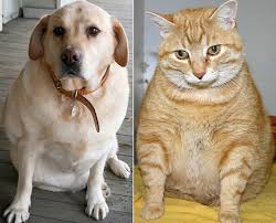 are Overweight or Obese - via Daymix