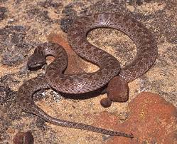 Common name: Night Snake - via Daymix