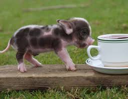 Miniature Pigs: Pets of the Future : Zooillogix