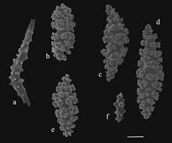 Image Thesea <b>nivea</b> sclerites (USNM 16836): <b>...</b> Picture