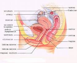   Female Reproductive System  