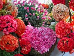 http://i121.photobucket.com/albums/o207/bicfomh/rec/flores/flores098.jpg