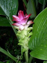 http://shaman-australis.com.au/shop/images/Curcuma_australasica.jpg