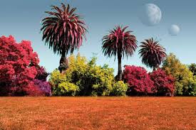 Plants on Other Planets - via Daymix