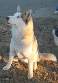 Siberian  Husky   Puppies for Sale