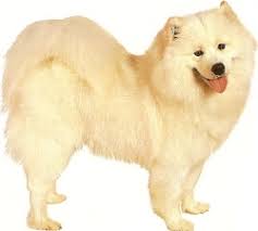 Female Dog