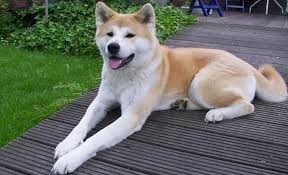 File  Akita inu   jpeg Wikimedia    
