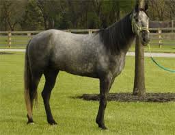 Horses For Sale
