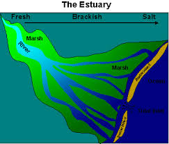 As water flows through the estuary