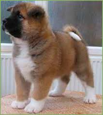   akita   pup standing proud  Akita      