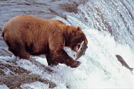 picture of  Salmon Fishing Alaska  