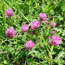 Vermont State Flower Red  Clover  