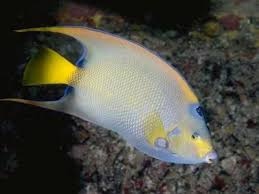 Life in the Sea - Fish - via Daymix