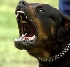 Rottweiler Picture
