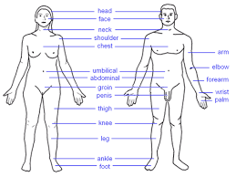 BODY