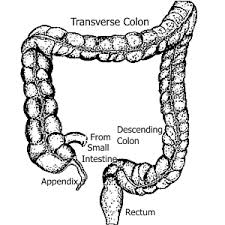 The human  colon   is a  tube   shaped    