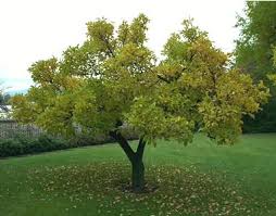 Where does all the “tree - via Daymix