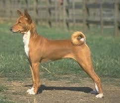 Basenji-1